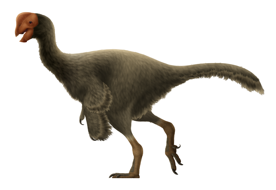 Oviraptor reconstruction