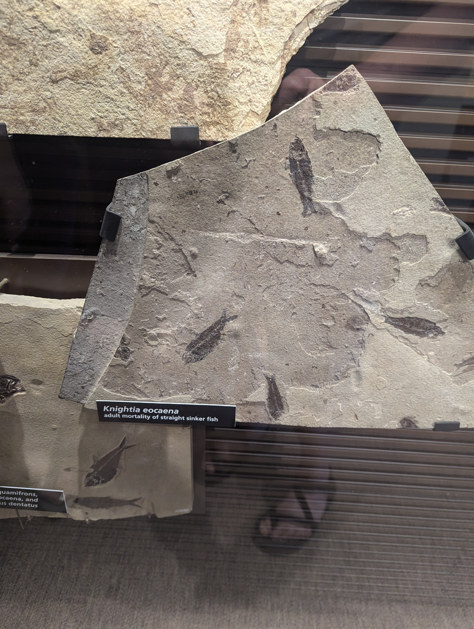 display of knightia fish fossils