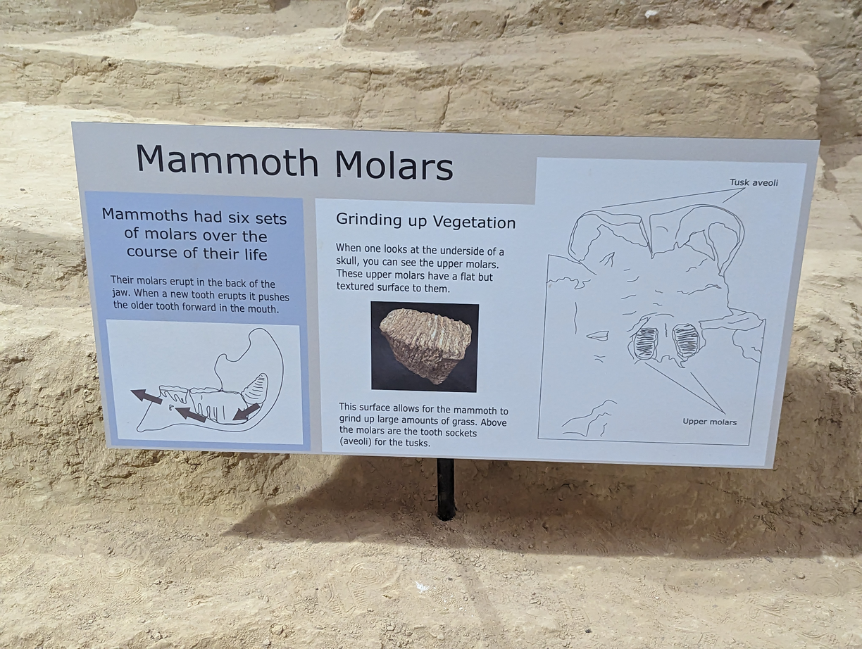 mammoth molars
