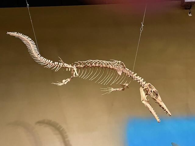 small mosasaur skeleton