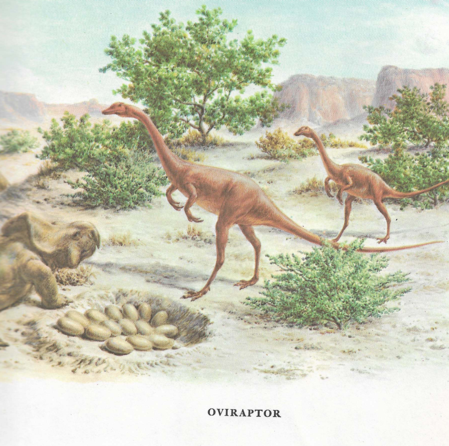 other oviraptor reconstruction