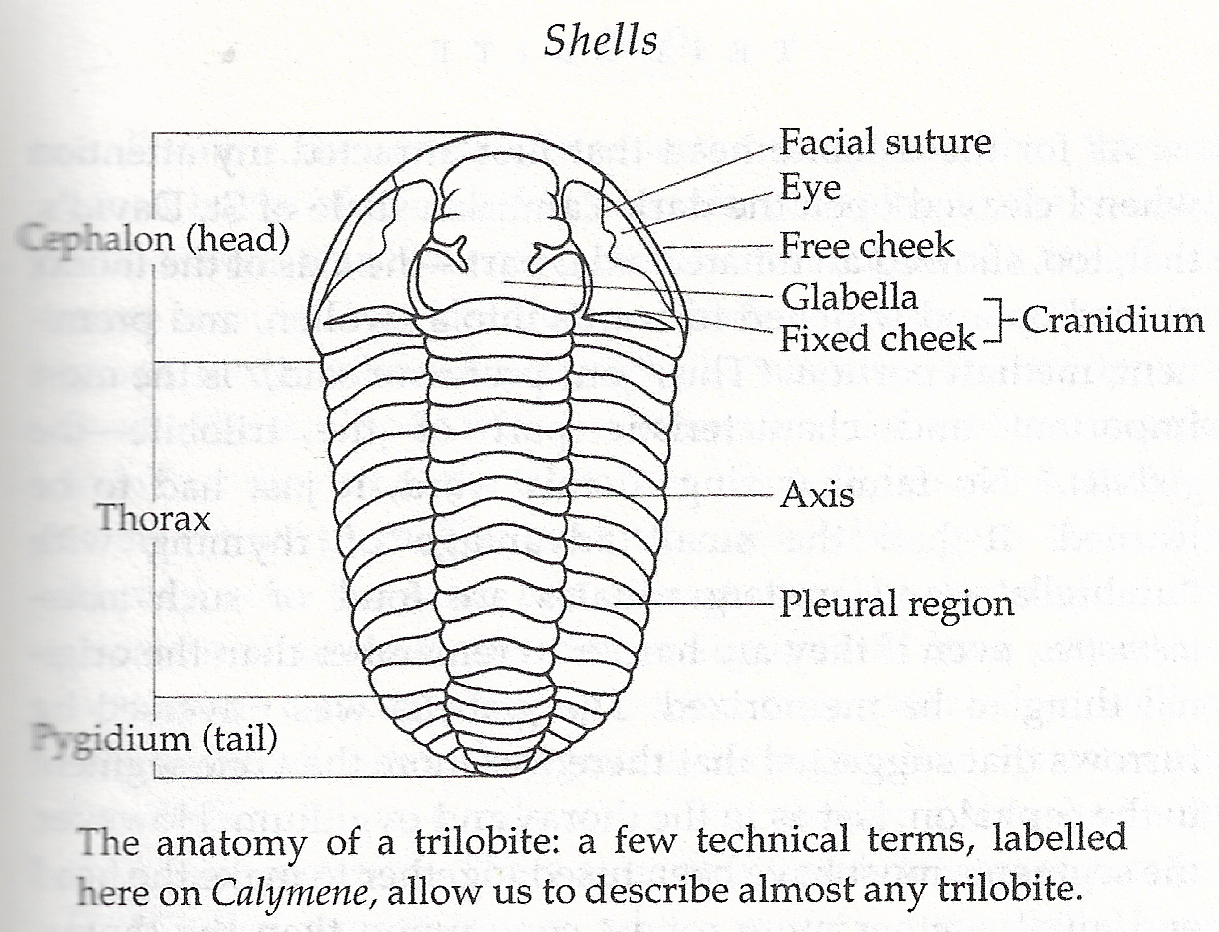 diagram of trilobite anatomy